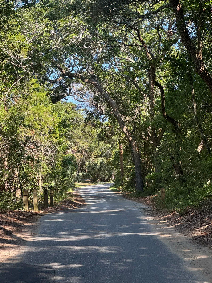 Sun-dappled paved road under sprawling live oak canopy