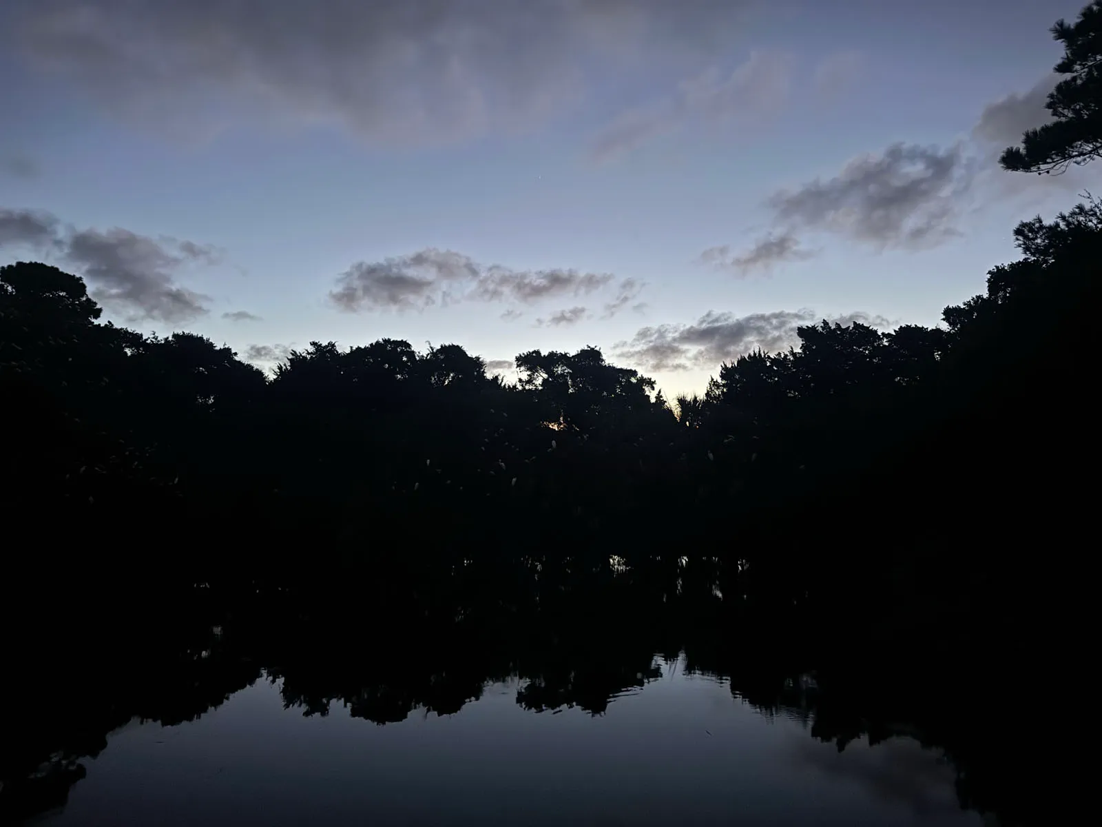 Wading birds, ibis and egrets, roosting in trees at a dusk rookery